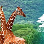 Vinpearl Safari Phú Quốc ở đâu, giá vé, có gì, ăn gì, chơi gì?