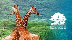 Vinpearl Safari Phú Quốc ở đâu, giá vé, có gì, ăn gì, chơi gì?