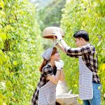 Vườn tiêu Phú Quốc