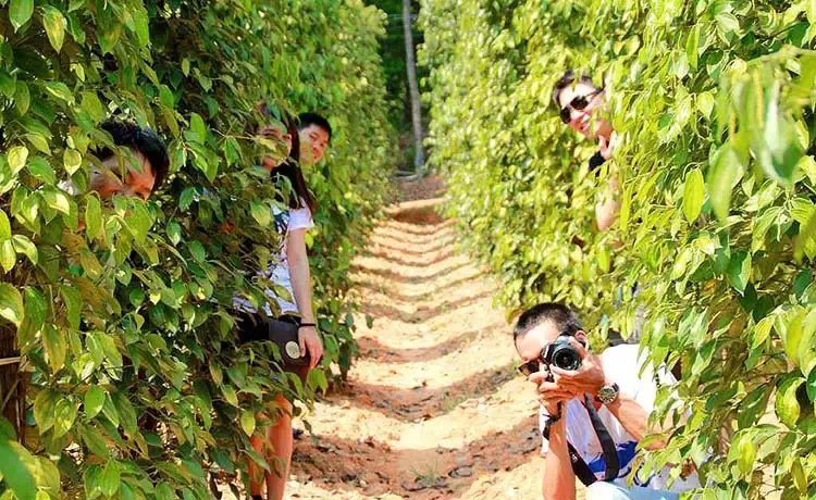 vuon-tieu-phu-quoc-750